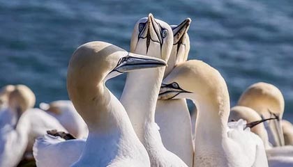 开云-爱游戏-张稀哲谈留洋：不理解球员为啥要参加车展；德布劳内非常顶级