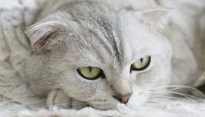 Kaiyun Sports-开云体育-开云体育下载：开启体育竞技新纪元的全方位体验